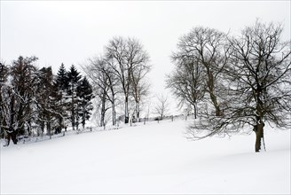 Chedworth natural reserve in winter