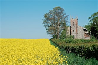 St. Mary, Carleton Forehoe. Norfolk. Springtime with rape field