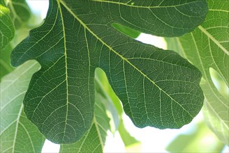 Detail of a fig tree leaf