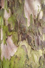 Detail of a tree trunk