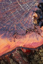 Detail of a tree trunk