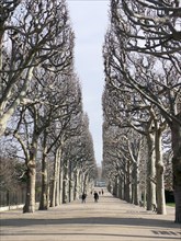 Allée du Jardin des Plantes à Paris