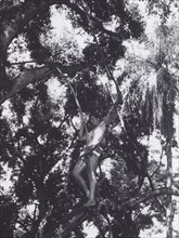 Ron Ely In Tarzan