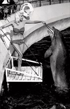 Jayne Mansfield Wearing a Bikini and Feeding a Dolphin