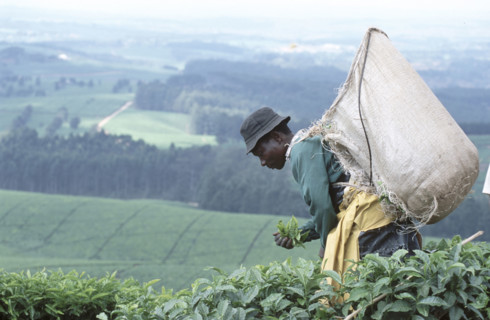 Tea picking
\n
\n