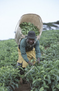 Picking tea
\n