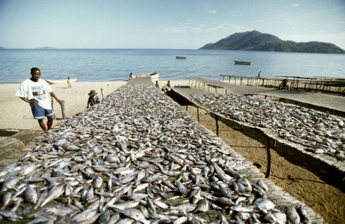 Drying fish
\n
\n