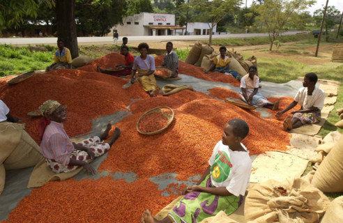Ladies grading chillies
\n