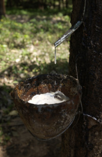 Collecting rubber sap.
\n