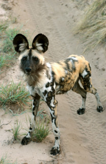 African Wild Dog
\n