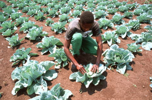 Inspecting Cabbages
\n
