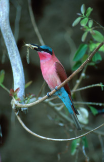 Hungry Bee-Eater
\n
