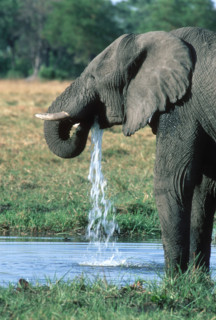 Elephant Drinking
\n