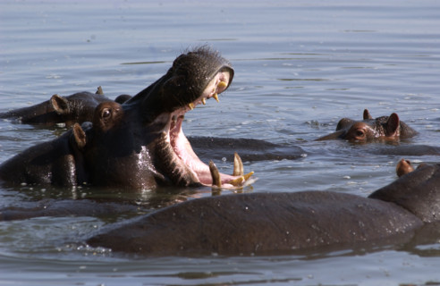 Hippo Yawning
\n