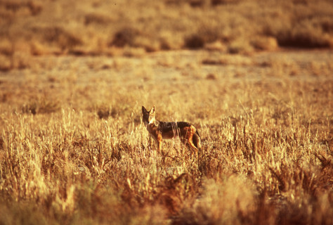 Jackal in Kalahari desert
\n