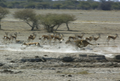 Lion Chase. Nxai Pan
\n