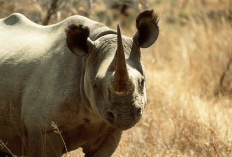 Black Rhino in dry grass