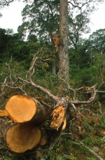 Illegal clearing of indigenous yellowwood forests 6