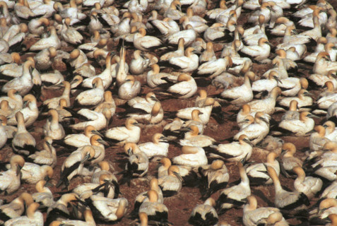 Cape gannet (Sula capensis) colony