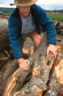 Illegal clearing of indigenous yellowwood forests