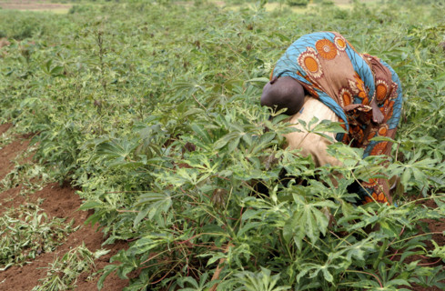 Burundi, A woman with child on her back working in casava plantations outside the capital,