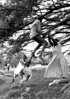 Burundi, Children swing on the barnches of "the love tree". A tree in the capital,