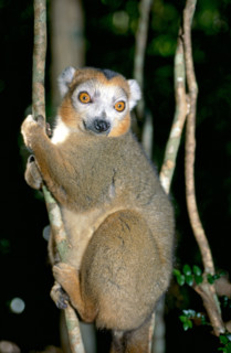 CROWNED LEMUR, NORTHERN MADAGASCAR, MADAGASCAR