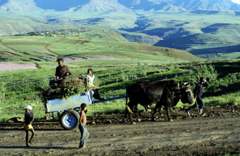 OXEN DRAWING WOODEN CART, LESOTHO