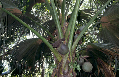 COCO DU MER PALM, VALLES DE MAI, SEYCHELLES