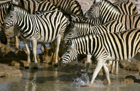 ZEBRA HERD AT WATERHOLE, ETOSHA NATIONAL PARK, NAMIBIA