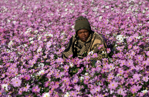 LOCAL IN FIELD OF COSMOS, LESOTHO