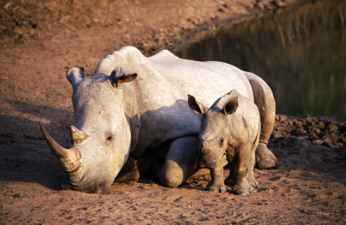 WHITE RHINOCEROS AND BABY, MKHAYA GAME RESERVE, SWAZILAND