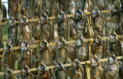 TILAPIA, SUN DRIED FISH, LAKE MBURO, UGANDA