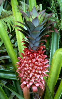 WILD PINEAPPLE, SEYCHELLES
