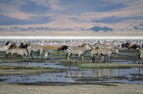 NGORONGORO CRATER, TANZANIA