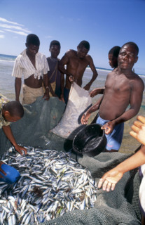 SARDINES AND FISHERMEN, MOZAMBIQUE