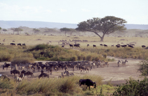 GAME AT WATERHOLE, SERENGETI, TANZANIA