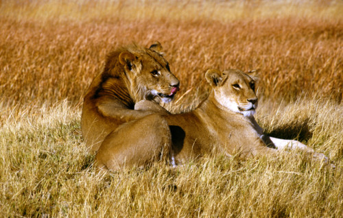 LIONS LYING IN GRASS OF SAME HUE, BOTSWANA