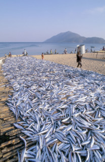 USIPA FISH ON BEACH RACKS
