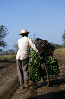 BANANA MAN PUSHING BICYCLE, QUEEN ELIZABETH PARK, UGANDA