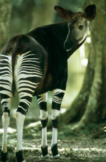 FEMALE OKAPI, EPULU, DEMOCRATIC REPUBLIC OF THE CONGO