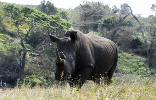 White Rhino