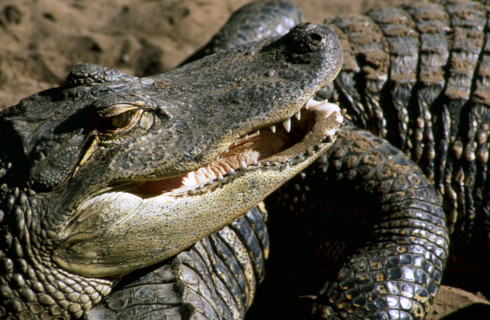 The crocodile centre