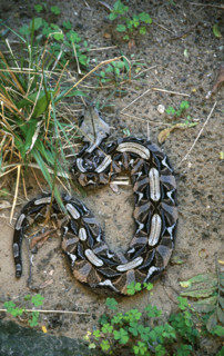 Gaboon Viper
