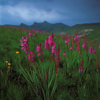 Natal Watsonia