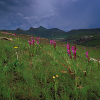 Watsonia