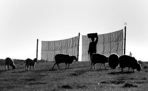 Fog nets