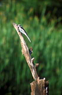 African Pied Wagtail (Motacilla aguimp)