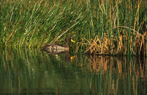 Yellow-billed duck (Anas undulata)