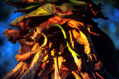 Variagated Bush Snake (Philothamnus semivariegatus semivariegatus) in Aloe